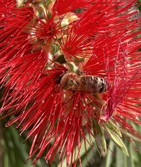 Apis mellifera
