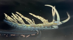 Dondice occidentalis