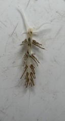 Dondice occidentalis