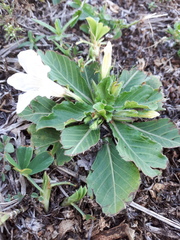 Ruellia morongii