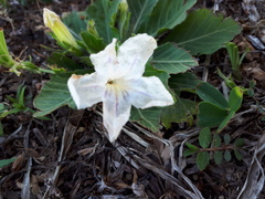 Ruellia morongii
