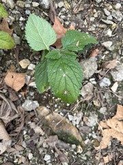Verbenaceae