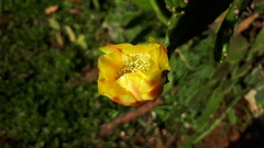 Opuntieae