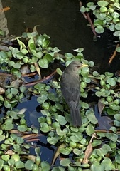 Turdus chiguanco