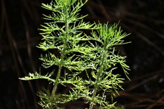 Eupatorium capillifolium
