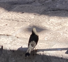 Turdus chiguanco