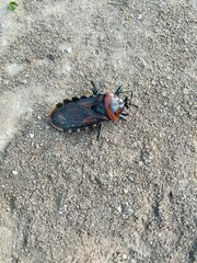 Brontostoma colossus