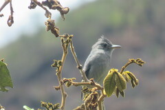 Contopus fumigatus