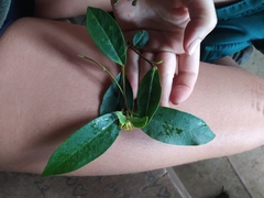 Wikstroemia