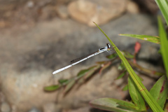 Agriocnemis argentea