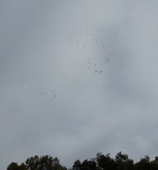 Pelecanus erythrorhynchos