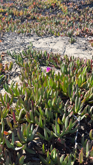 Carpobrotus chilensis