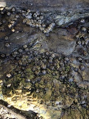 Balanomorpha