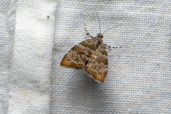 Choreutis