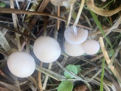 Strobilurus trullisatus