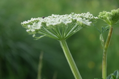 Selinum alatum