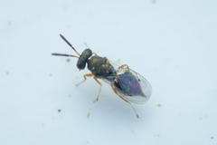 Eulophus