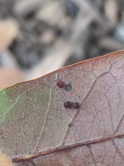 Neuroterus saltatorius texanus