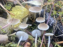 Strobilurus trullisatus