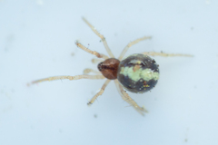 Neottiura bimaculata