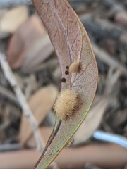 Neuroterus saltatorius texanus