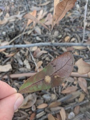 Neuroterus saltatorius texanus