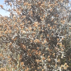 Cyclolepis genistoides