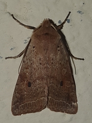 Agrochola blidaensis