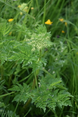 Selinum alatum