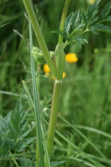 Selinum alatum