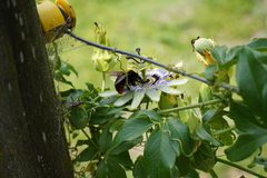 Xylocopa augusti