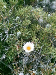 Helichrysum retortum
