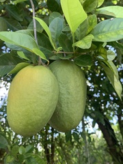 Citrus