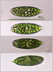Euglena