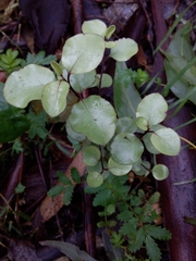 Pittosporum