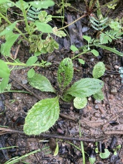 Cirsium vulgare