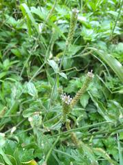 Verbena hispida