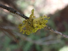 Vulpicida canadensis