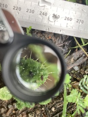 Cirsium vulgare