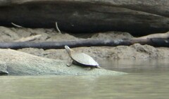Graptemys pseudogeographica