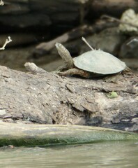 Graptemys pseudogeographica
