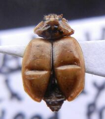 Aphidecta obliterata