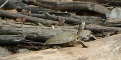 Graptemys pseudogeographica