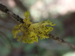 Vulpicida canadensis