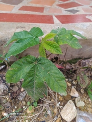 Cecropia peltata