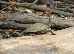 Graptemys pseudogeographica