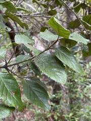 Curtisia dentata