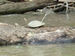 Graptemys pseudogeographica
