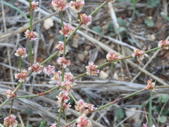 Eriogonum gracile