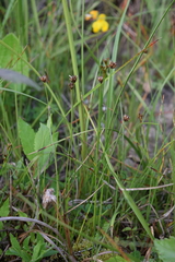 Juncus triglumis